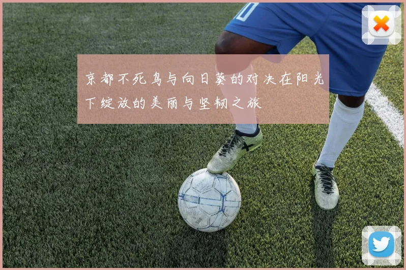 京都不死鸟与向日葵的对决在阳光下绽放的美丽与坚韧之旅